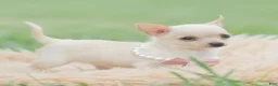 Chihuahua dogs for sale: Itty Teacup - Ad 4