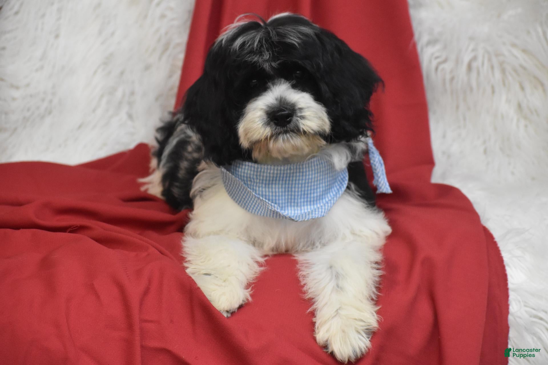 Cavachon (Cavachon, Male) in Eldorado, OH