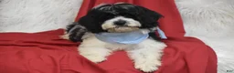 Cavachon dogs for sale: Cavachon 1 - Ad 1