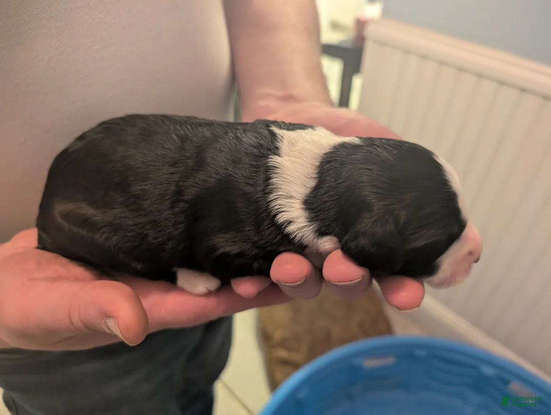 Sheepadoodle dogs for sale: Sheepadoodle Puppy 5 - Ad 2