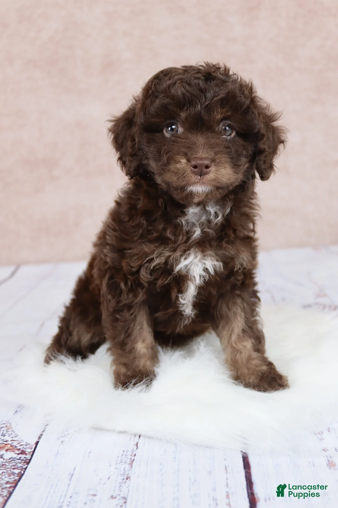 Cavapoo dogs for sale: F1B  Nutmeg - Ad 2