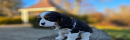 Cavalier King Charles Spaniel dogs for sale: Vance - Ad 5