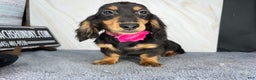 Miniature Dachshund dogs for sale: Import champion blood - Ad 16