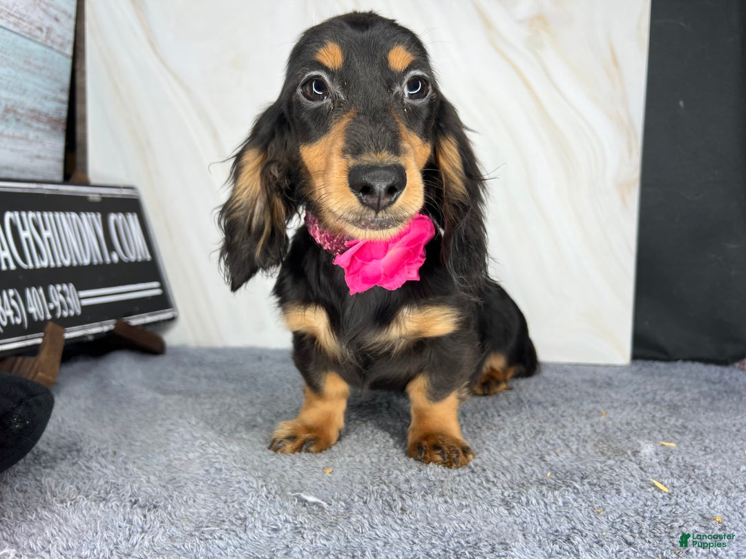 Miniature Dachshund dogs for sale: Import champion blood - Ad 16