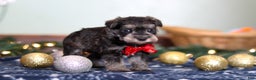 Miniature Schnauzer dogs for sale: Trace - Ad 4