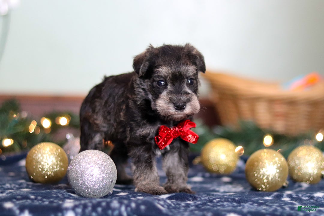 Miniature Schnauzer dogs for sale: Trace - Ad 4