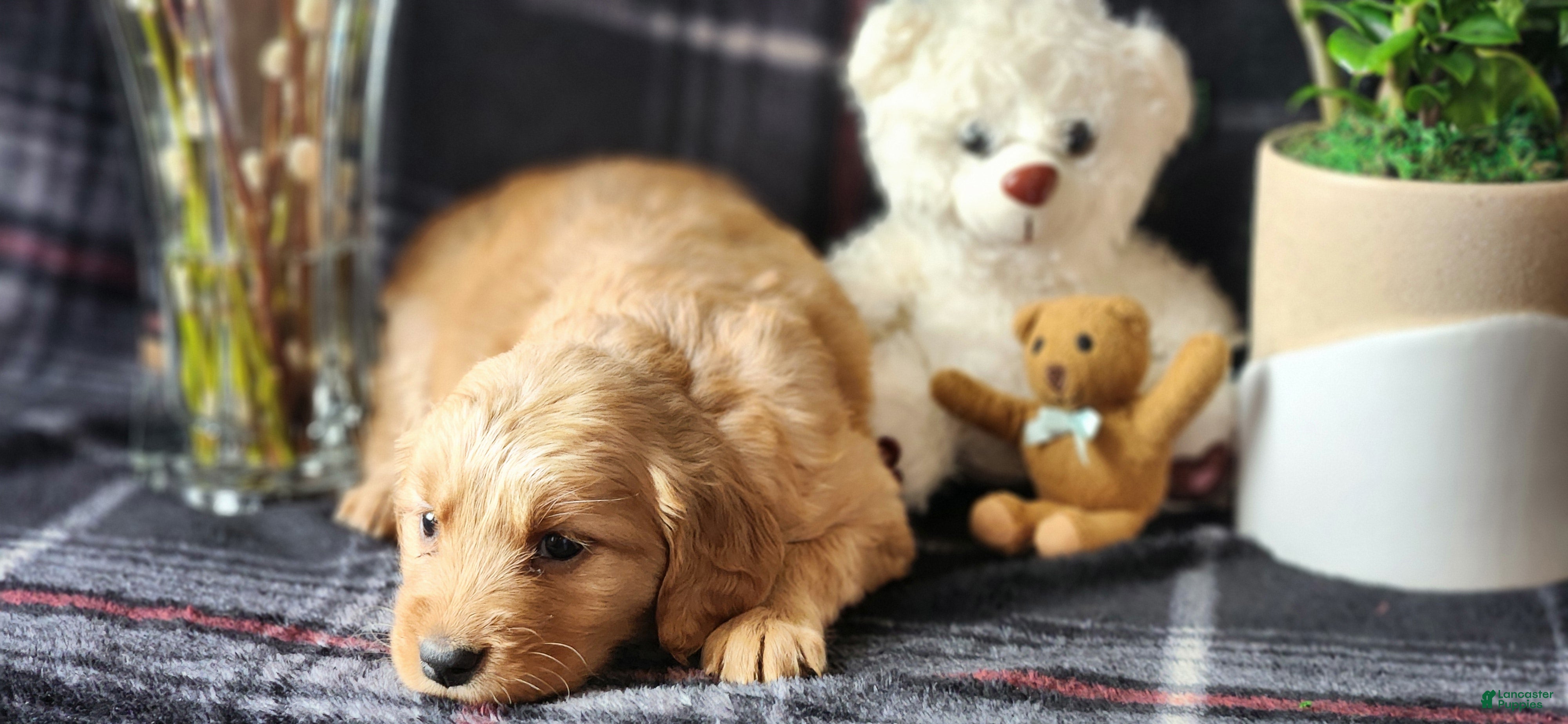 Golden Retriever dogs Lindsey - Ad 31