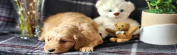 Golden Retriever dogs for sale: Lindsey - Ad 4
