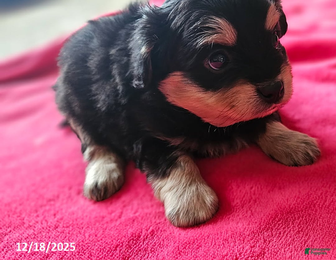 Mixed Breed dogs for sale: Jack  - Ad 3