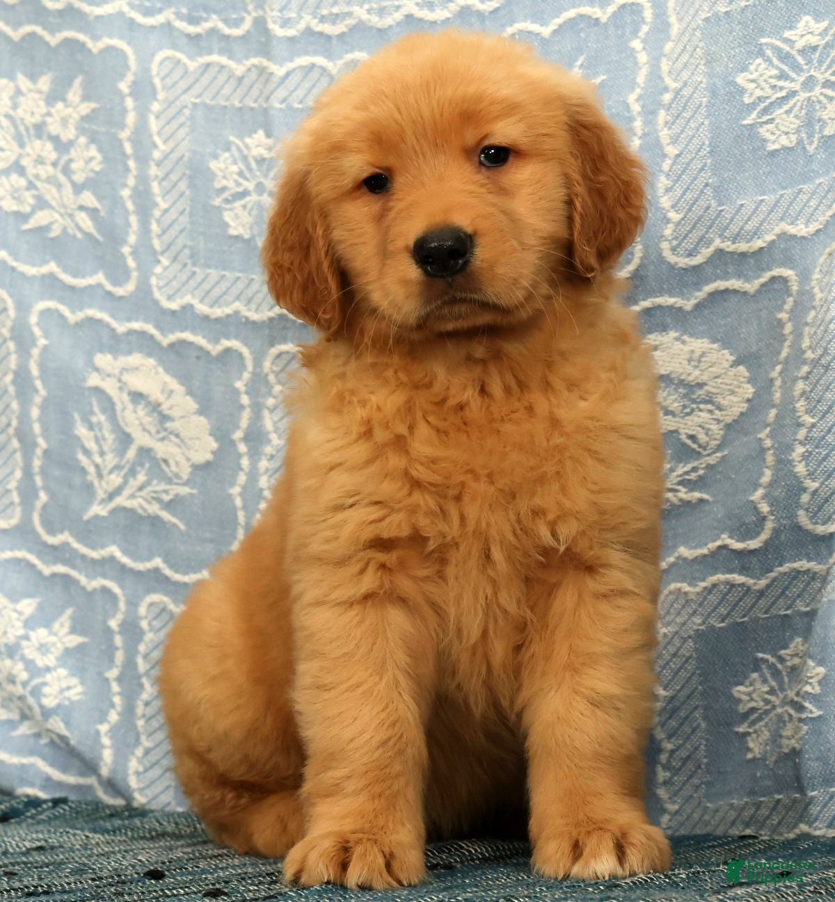 Golden Retriever dogs Jane - Ad 1
