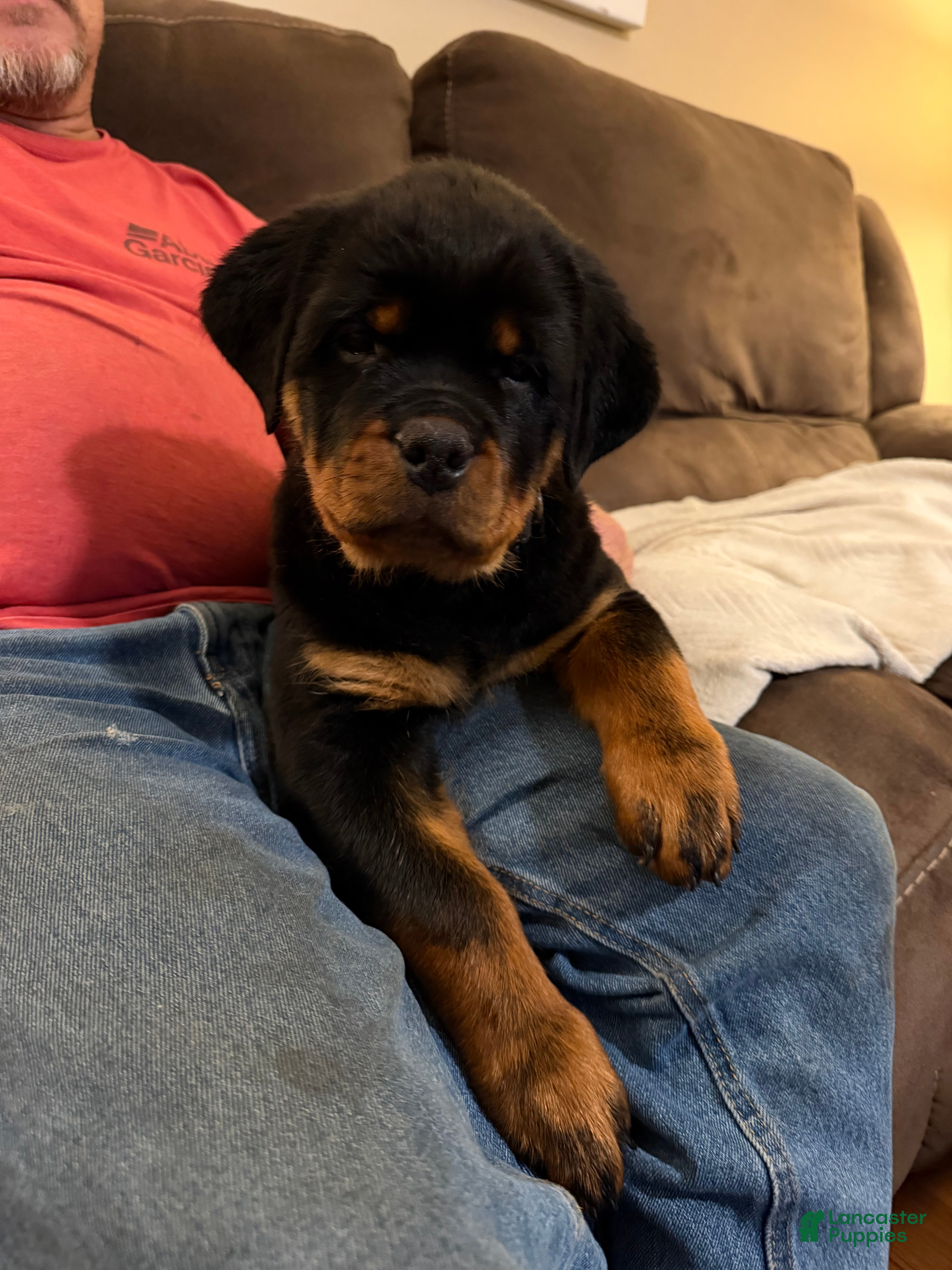 Rottweiler dogs Atticus - Ad 1
