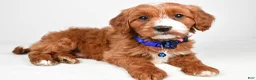 Cavapoo dogs for sale: Echo - Ad 1