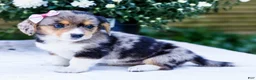 Mixed Breed dogs for sale: Chloe - Ad 4