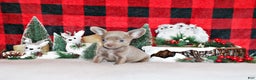 Chihuahua dogs for sale: Xola - Ad 3