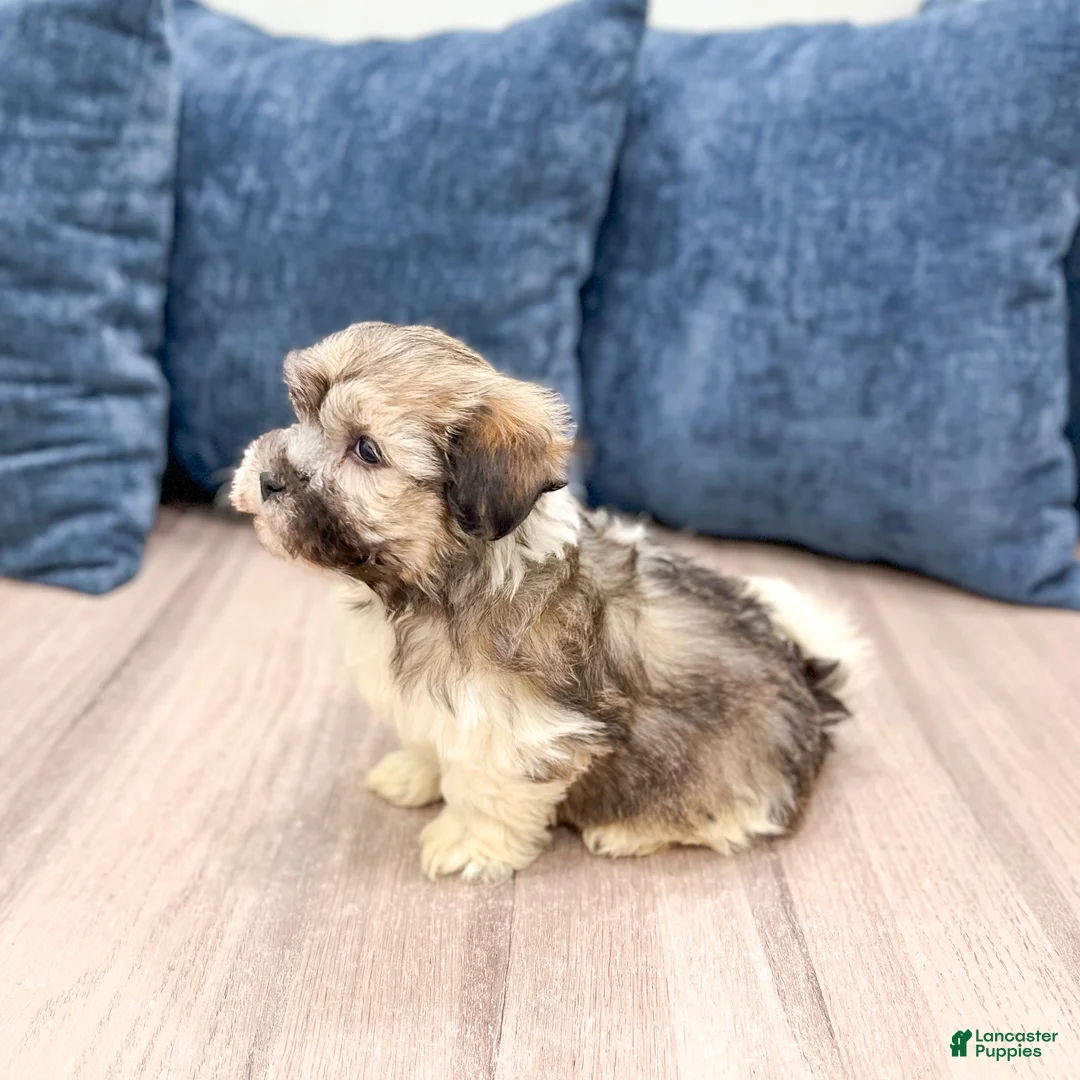 Havanese dogs for sale: Axel - Ad 4