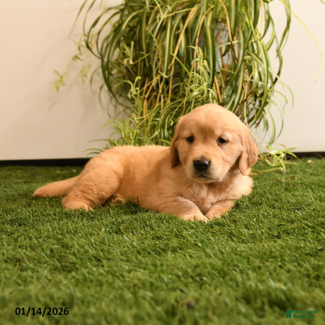 Golden Retriever dogs for sale: Marty - Ad 3