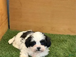 Shih Tzu dogs Blade - Ad 42