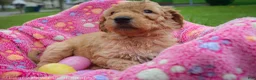 Goldendoodle dogs for sale: Miss White - Ad 1