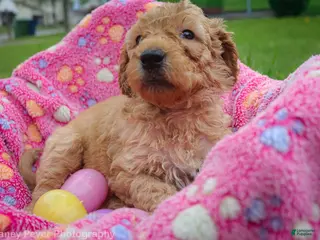 Goldendoodle dogs for sale: Miss White - Ad 3