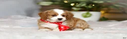 Cavapoo dogs for sale: Maverick - Ad 2