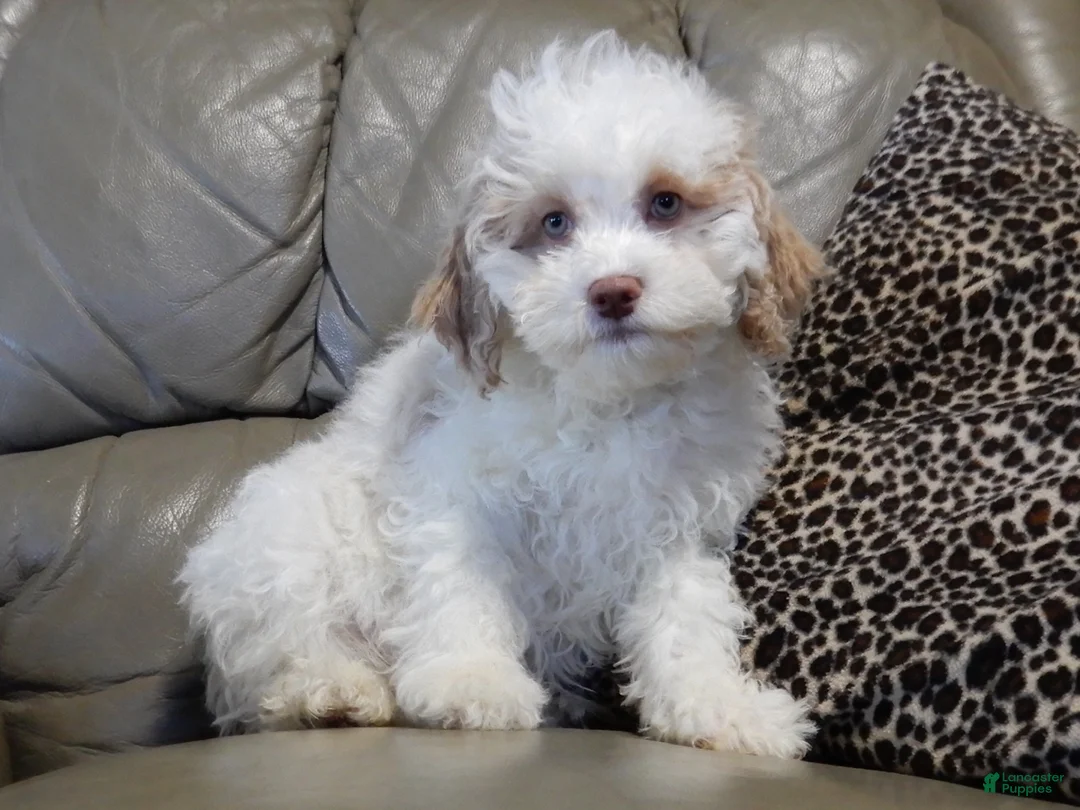 Cockapoo dogs for sale: Mickey - Ad 5