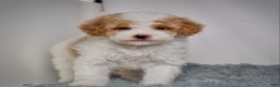 Mini Goldendoodle dogs for sale: Ms. Regan - Ad 3