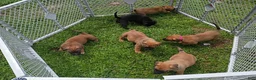 Mixed Breed dogs for sale: Mixed Breed 3 - Ad 2