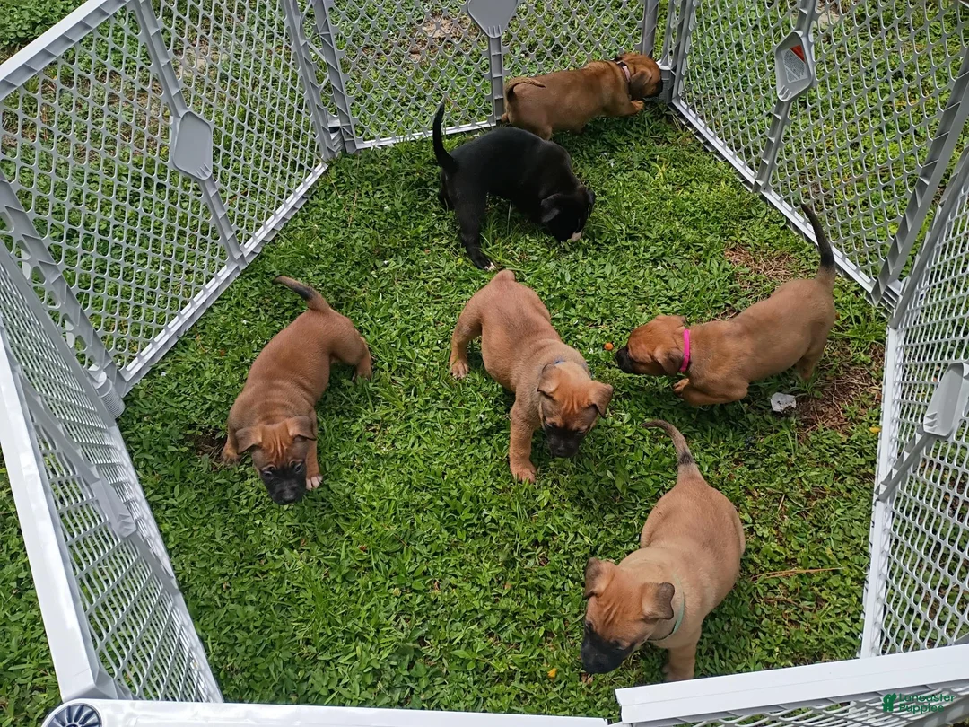 Mixed Breed dogs for sale: Mixed Breed 3 - Ad 2