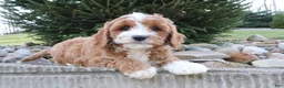 Cavapoo dogs for sale: Archie - Ad 5