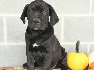 Cane Corso dogs - Ad 24