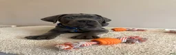Cane Corso dogs for sale: Thor  - Ad 7