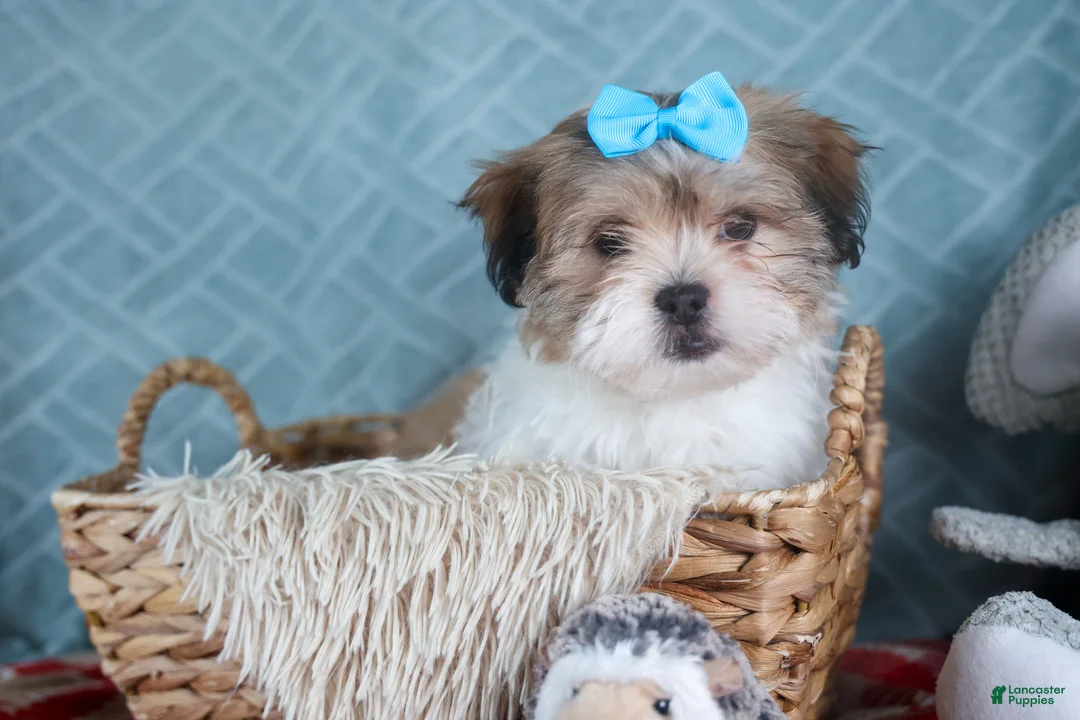 Teddy Bear dogs for sale: GIGI - Ad 4