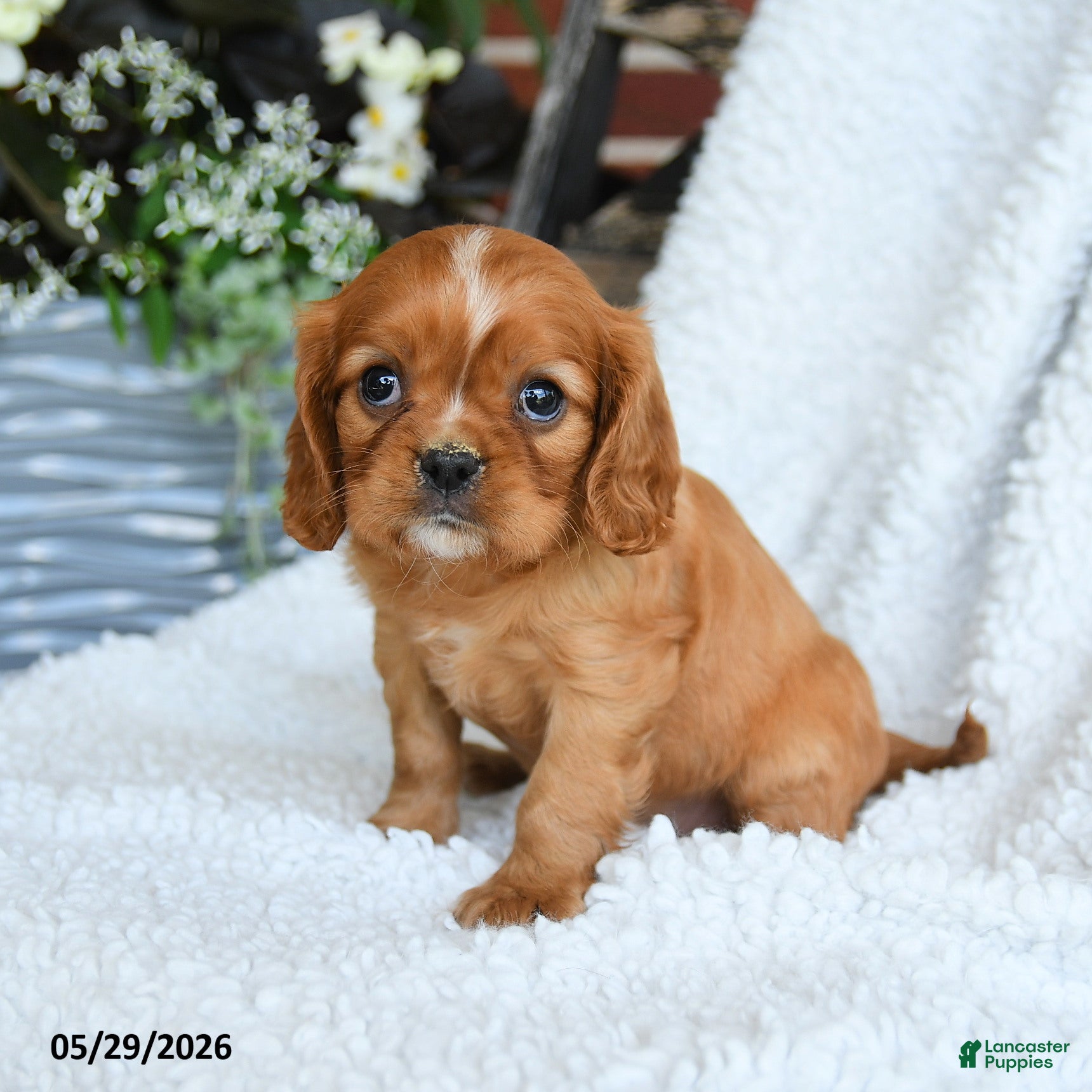 Cavalier King Charles Spaniel dogs for sale: Dusty - Ad 2
