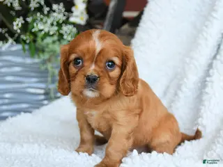 Cavalier King Charles Spaniel dogs for sale: Dusty - Ad 2