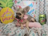 Chihuahua dogs Fawna LH (4 ½ lbs) - Ad 38