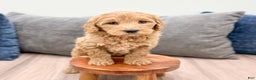 Goldendoodle dogs for sale: Courtney - Ad 8