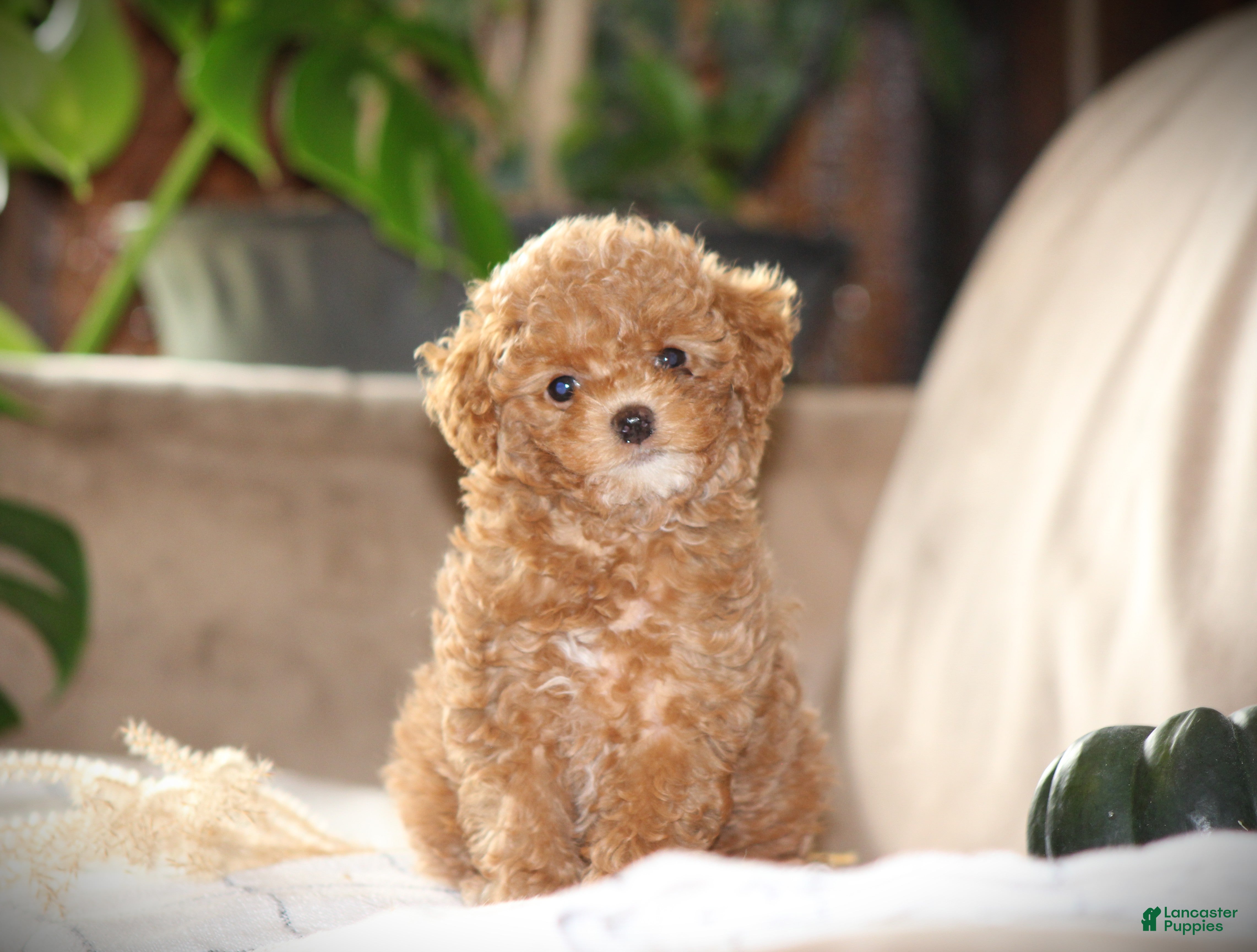 Toy Poodle dogs for sale: Sahara - Ad 1