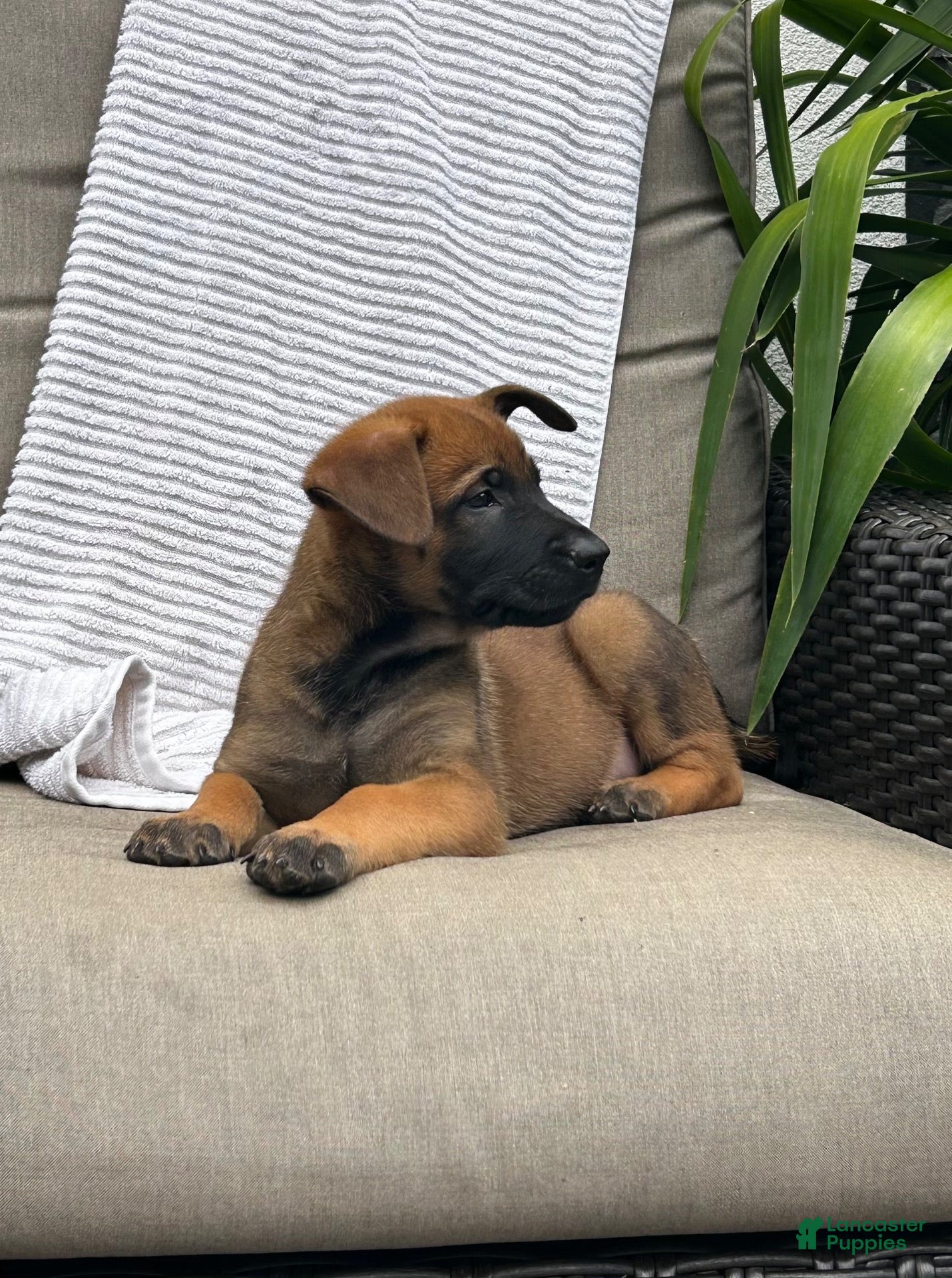 Belgian Malinois dogs Bandit - Ad 1