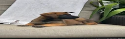 Belgian Malinois dogs for sale: Bandit - Ad 1