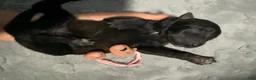 Belgian Malinois dogs for sale: Pink Collar - Ad 3