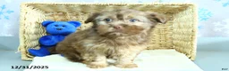 Shorkie dogs for sale: Lulu - Ad 6
