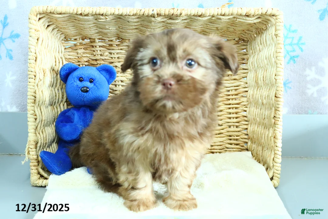 Shorkie dogs for sale: Lulu - Ad 6