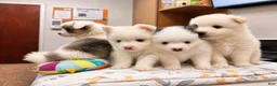 Pomsky dogs for sale: Orion - Toy Male Pomsky → The Real-Life Teddy Bear - Ad 18