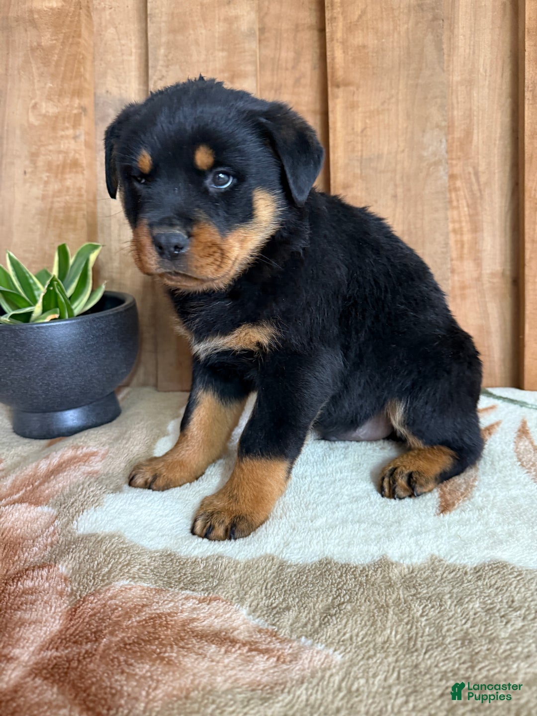 Rottweiler dogs for sale: Luke - Ad 5