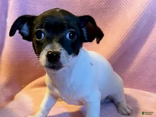 Mixed Breed dogs Sassy - Ad 23