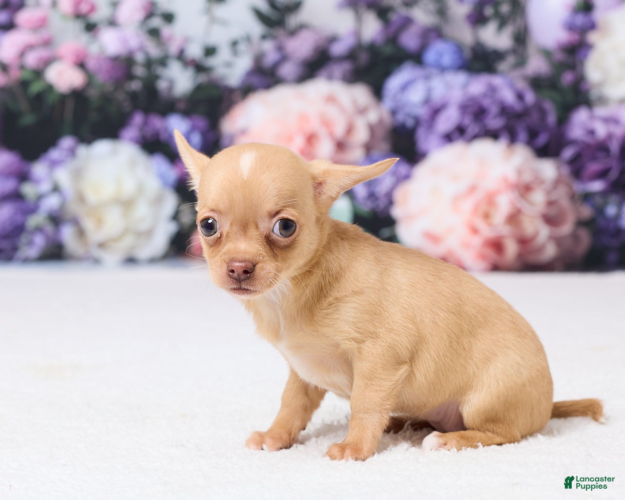 Chihuahua dogs Patzy - Ad 2