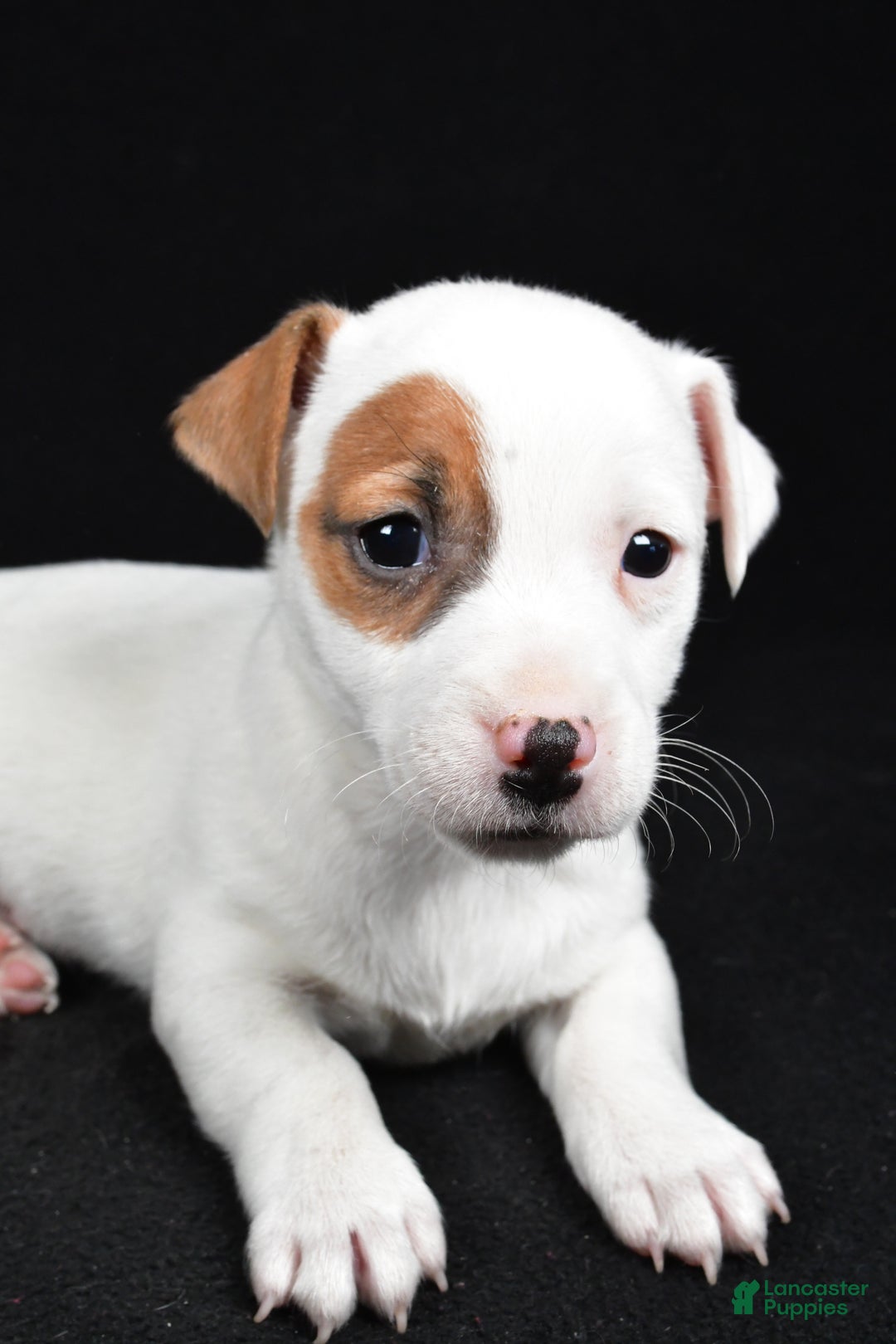Jack Russell Terrier dogs for sale: Spots - Ad 9