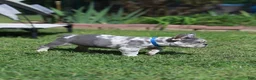 French Bulldog dogs for sale: Leo - Ad 3