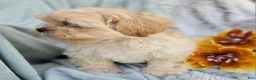 Shihpoo dogs for sale: Marshmallow - Ad 12