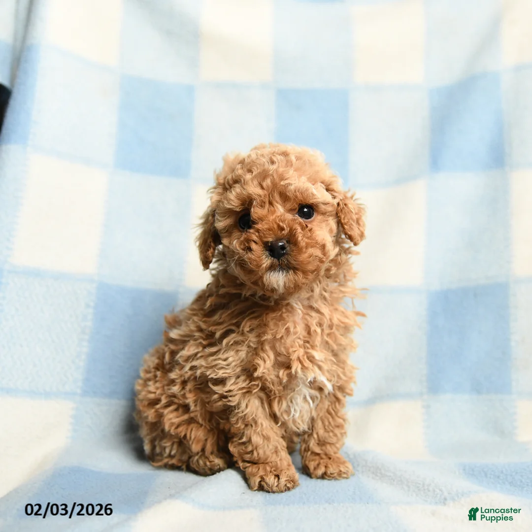 Toy Poodle dogs for sale: Abel - Ad 4